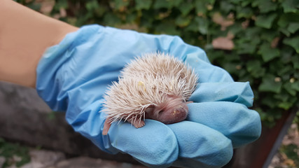 Two white baby hedgehogs on blue gloves.newborn hedgehog on male rough © thanisnan