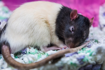 Black and white rat sleeping in cage