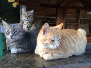 Koktebel cats lying on the table