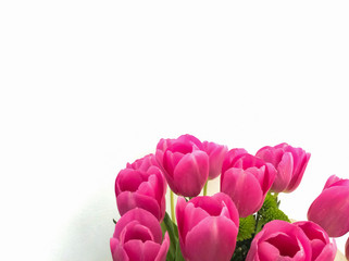 Several rose tulips on white background