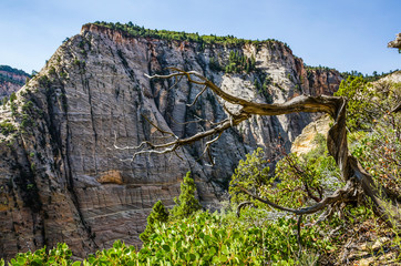 Fototapeta na wymiar Viewpoint of Zion National Park cliffs from Observation point trail