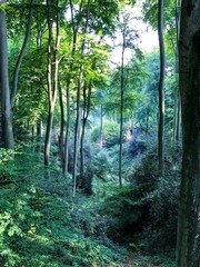 forest in Germany