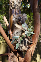 Koala on the tree
