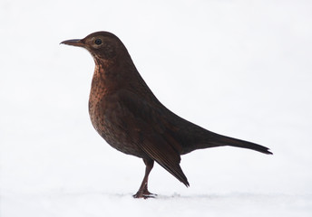Common blackbird