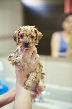 Close-up of wet brown puppy