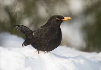 Common blackbird