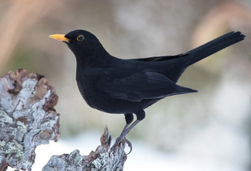 Common blackbird