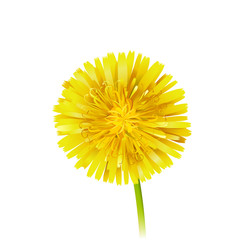Vector Yellow Dandelion isolated on white background. EPS