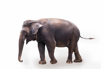 Obraz premium Elephant, Animal, Asian Elephant, Mammal, Cut Out
