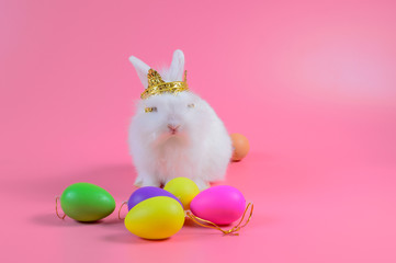 White fluffy rabbit wears a golden crown sitting on pink background and colourful egg