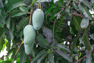 Tree with mangoes fruits hanging from branches