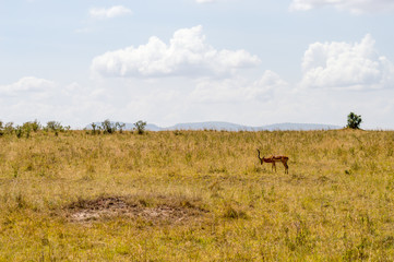Obraz na płótnie Canvas Impalas grazing in Maasai Mara Park in North West Kenya