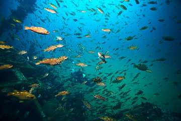 flock of fish underwater