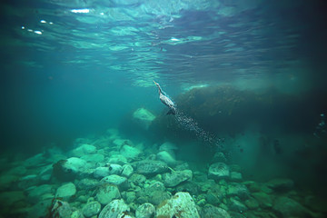 Naklejka na ściany i meble cormorant hunts underwater photo