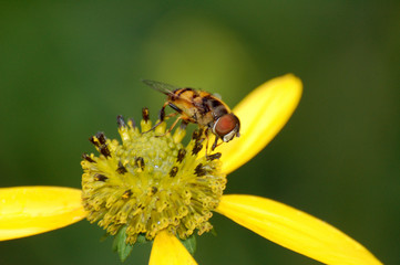 Fly macro