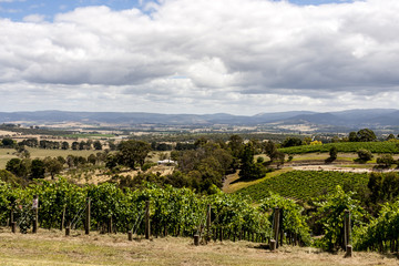 Fototapeta na wymiar Wine valley in Barossa, South Australia. Rows of grape vine.
