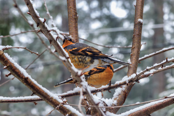 young robins sitting in branches 5