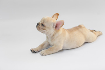 French Bulldog Puppy sleep on white background