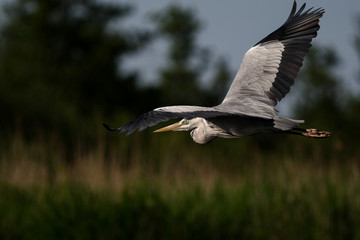 gray heron - a beautiful bird, and a great aviator and hunter © zmija5
