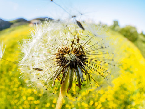 Gentle soft airy dandelion flying in the wind in the meadow with yellow flowers. Romantic dreamy artistic image.