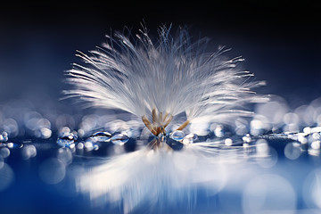 dandelion seeds on a light blue background, lightness, holiday