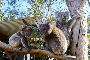 Three koalas