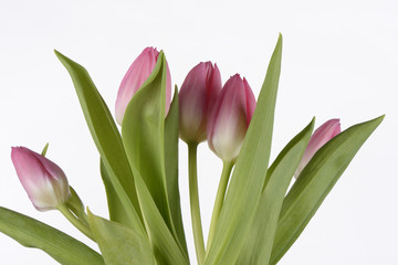 Tulipanes de color rosa sobre fondo blanco