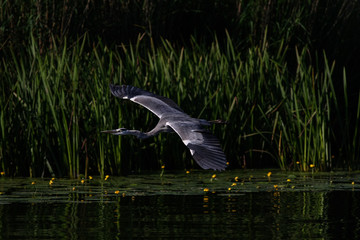 gray heron - a beautiful bird, and a great aviator and hunter
