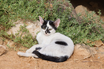 Black and white kitten looking relaxed resting on dry ground