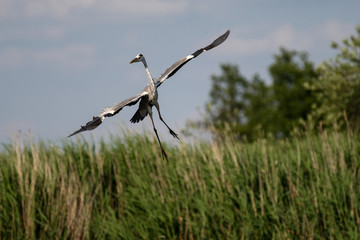 Plakat gray heron - a beautiful bird, and a great aviator and hunter
