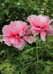 Papier peint photo Pivoines Pivoines roses géantes  © joël BEHR