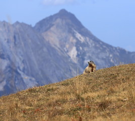 Marmotte