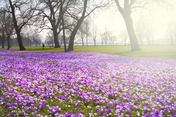 Crocus flowers in the springtime in a public park, sunlight and trees