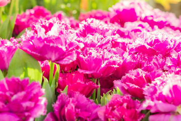 field of bright pink tulips. Floral background
