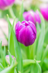 closeup of violet blooming tulip on green leaves background