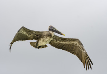  Brown Pelican Juvenile in Flight  