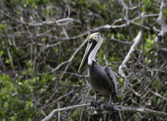 Brown Pelican Resting against Mangroves