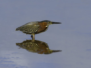 Green Heron with Reflection