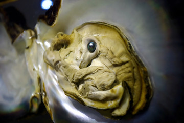 Pearl in the open shell