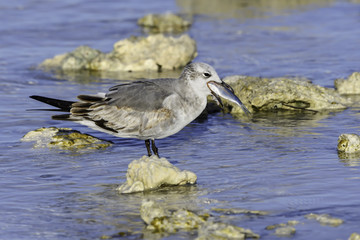 Laughing Gull Caught a Fish