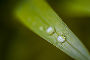 Gouttes de rosée sur une herbe