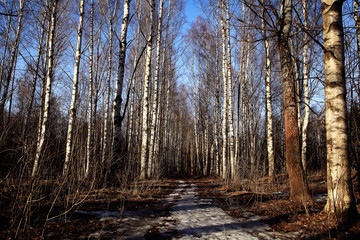 Birch Grove spring path  nature russia