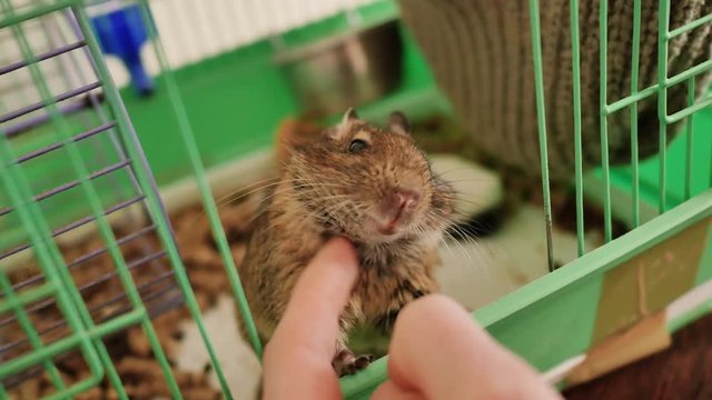 The owner strokes the Chilean squirrel on the cheek.