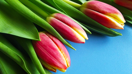 Pink tulips on a blue background.