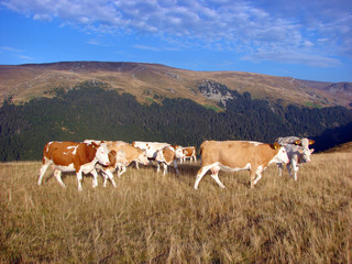 Fototapeta na wymiar Herd of cows climbs a slope of the hill