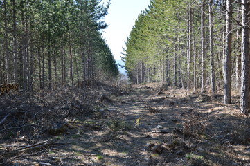 Fototapeta premium An example of industrial deforestation in the south of france