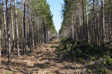 An example of industrial deforestation in the south of france