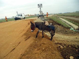 Stray donkey on the construction site