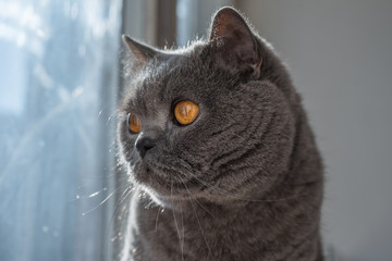 Gray British Shorthair looking out the window on a bright sunny day