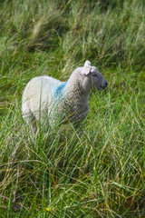 Obraz premium Sheep on the green field